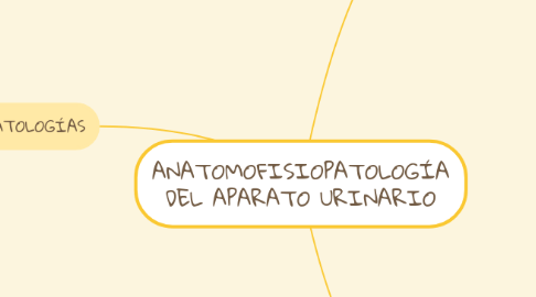 Mind Map: ANATOMOFISIOPATOLOGÍA DEL APARATO URINARIO