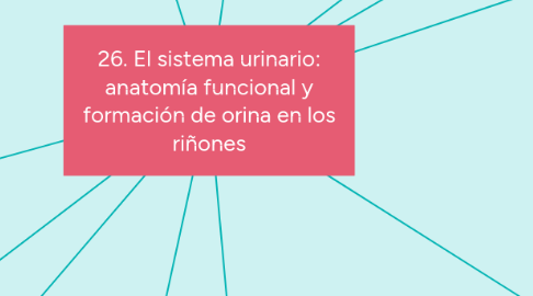 Mind Map: 26. El sistema urinario: anatomía funcional y formación de orina en los riñones