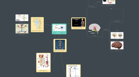 Mind Map: neurona