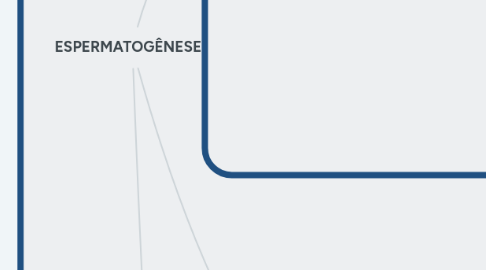 Mind Map: ESPERMATOGÊNESE