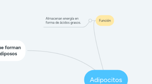 Mind Map: Adipocitos