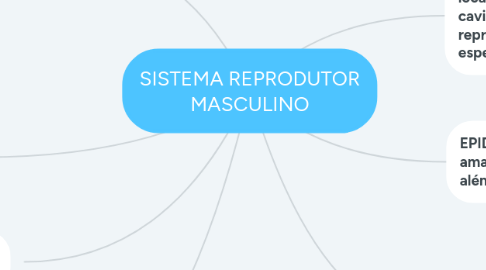 Mind Map: SISTEMA REPRODUTOR MASCULINO