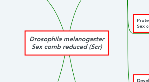 Mind Map: Drosophila melanogaster Sex comb reduced (Scr)