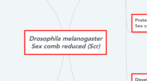 Mind Map: Drosophila melanogaster Sex comb reduced (Scr)