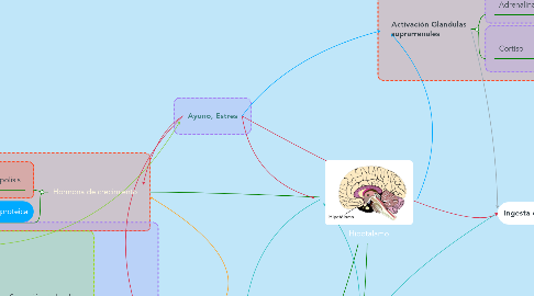 Mind Map: Hipotalamo
