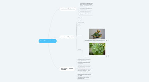 Mind Map: Como Plantar Suculentas