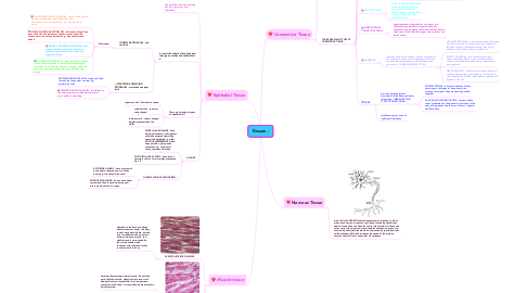 Mind Map: Tissues