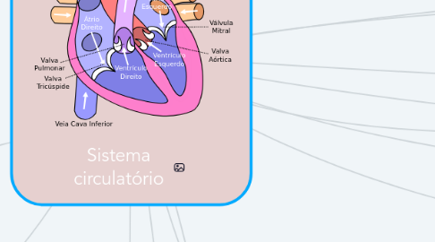 Mind Map: Sistema circulatório