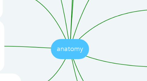 Mind Map: anatomy