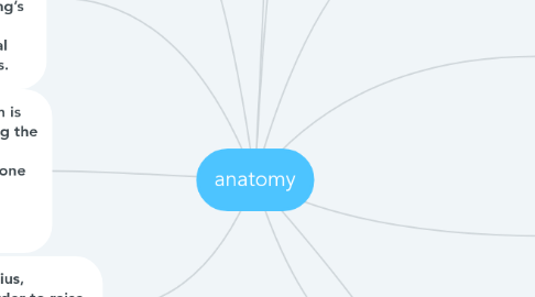 Mind Map: anatomy