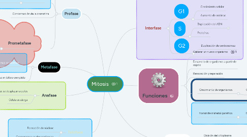 Mind Map: Mitosis