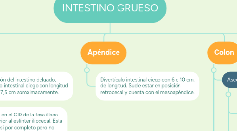 Mind Map: INTESTINO GRUESO