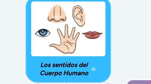 Mind Map: Los sentidos del Cuerpo Humano