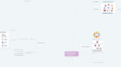 Mind Map: El nicho de las células troncales en la medicina regenerativa.