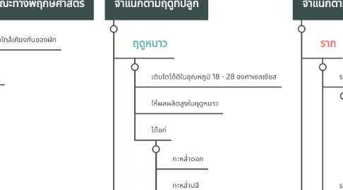 Mind Map: การจำแนกประเภทของผัก