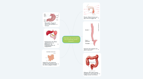 Mind Map: Hvad sker der med maden de 6 forskellige steder i kroppen?