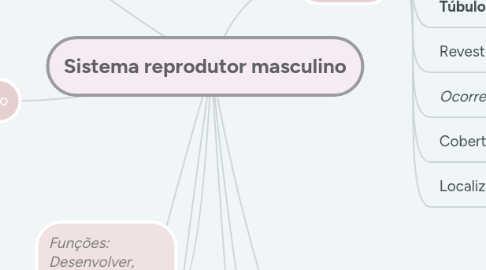 Mind Map: Sistema reprodutor masculino