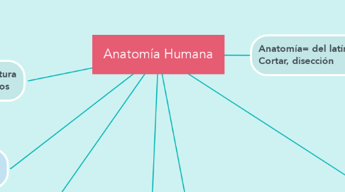 Mind Map: Anatomía Humana