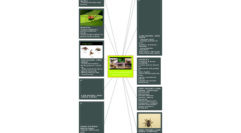 Mind Map: Filo Arthropoda/Subfilo Chelicerata- Parte 2