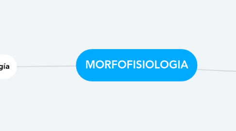 Mind Map: MORFOFISIOLOGIA