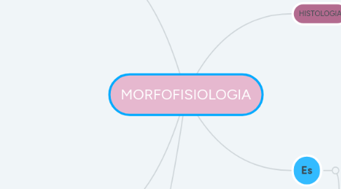 Mind Map: MORFOFISIOLOGIA