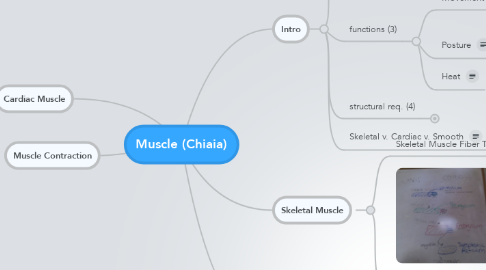 Mind Map: Muscle (Chiaia)