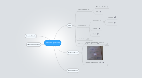 Mind Map: Muscle (Chiaia)