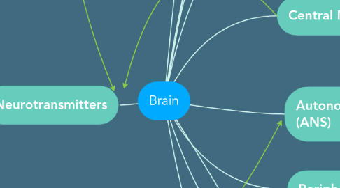 Mind Map: Brain