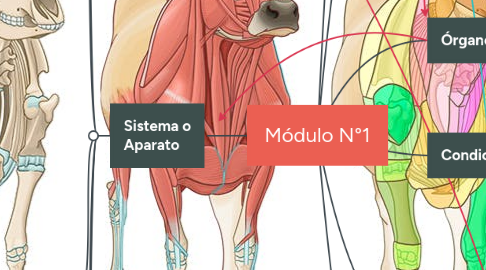 Mind Map: Módulo N°1