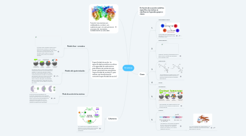 Mind Map: Enzimas