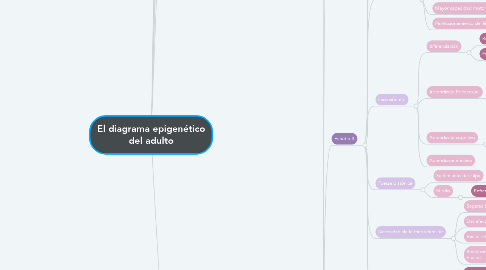 Mind Map: El diagrama epigenético del adulto