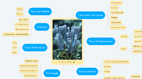 Mind Map: Filo Porifera | Esponjas