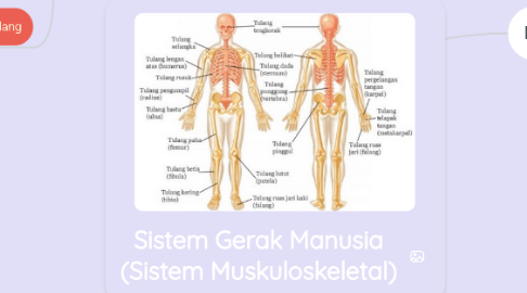 Mind Map: Sistem Gerak Manusia (Sistem Muskuloskeletal)