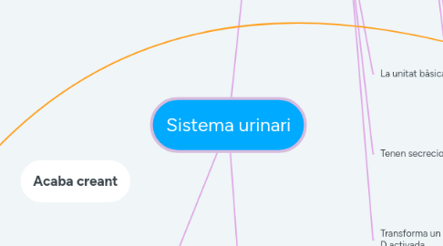 Mind Map: Sistema urinari