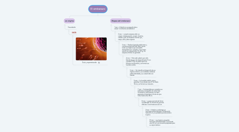 Mind Map: El embarazo