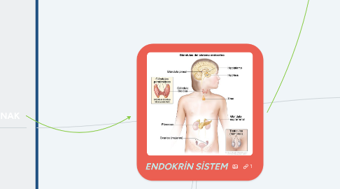 Mind Map: ENDOKRİN SİSTEM