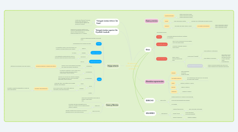 Mind Map: Anatomía renal y vejiga urinaria
