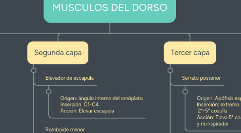 Mind Map: MUSCULOS DEL DORSO