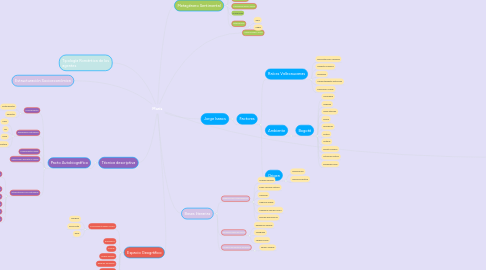 Mind Map: María