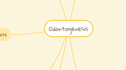 Mind Map: Odontogenesis