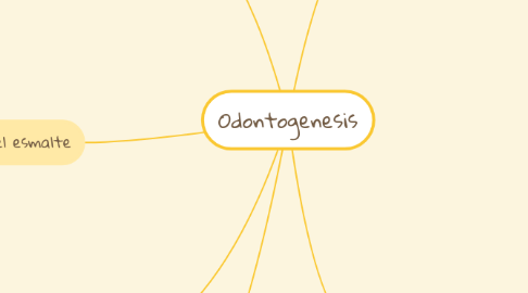 Mind Map: Odontogenesis