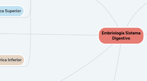 Mind Map: Embriología Sistema Digestivo