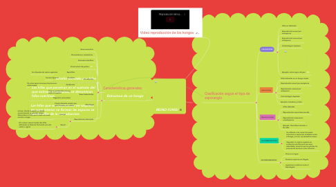 Mind Map: REINO FUNGI