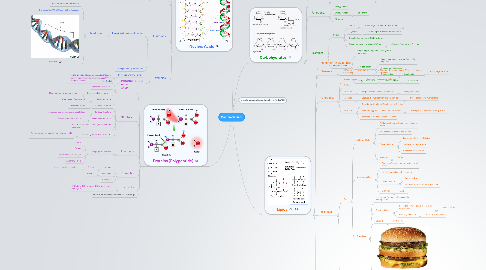 Mind Map: Macromolecules