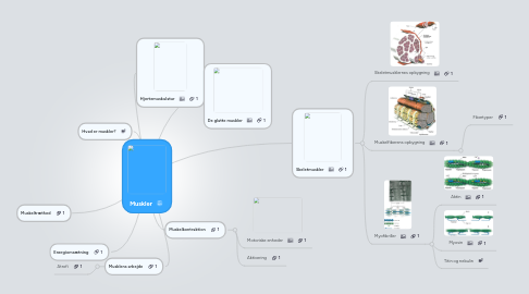 Mind Map: Muskler