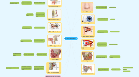 Mind Map: PARES CRANEALES