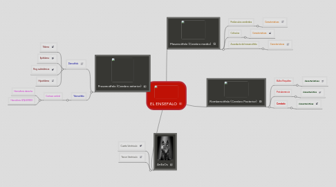 Mind Map: EL ENSEFALO