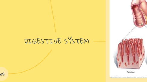 Mind Map: DIGESTIVE SYSTEM