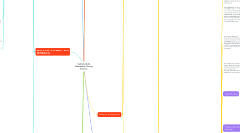 Mind Map: Carbohydrate Metabolism During Exercise