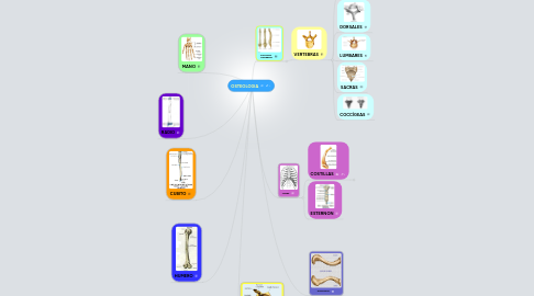 Mind Map: OSTEOLOGIA